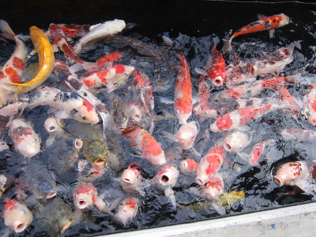 錦鯉の餌やり